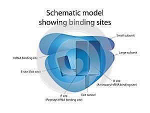 A structural view on the mechanism of the ribosome