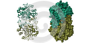 Structure of 6-aminohexanoate-dimer hydrolase