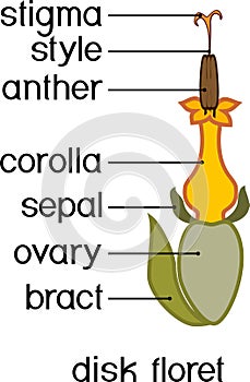 Structure of actinomorphic disk flower from inflorescence flower head or pseudanthium with titles photo