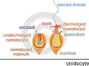 Structure and action of cnidocyte.