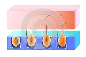 Structure and action cnidocyte photo