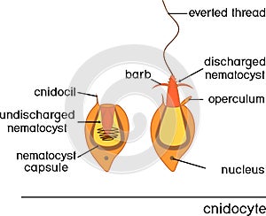 Structure and action of cnidocyte. Educational material for lesson of zoology