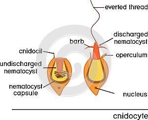 Structure and action of cnidocyte. Educational material for lesson of zoology photo