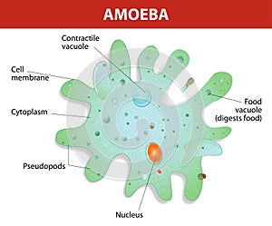 Structure of an amoeba proteus