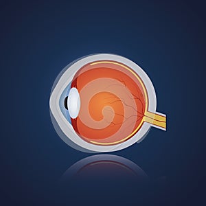 Structure of anatomy human eye. Realistic eyeball on blue background. Side view. Vector illustration