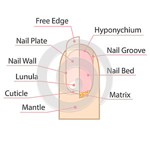 Structure and anatomy of human nail.