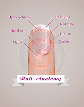 Structure and anatomy of human nail vector