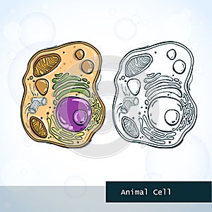 Structure of animal cell