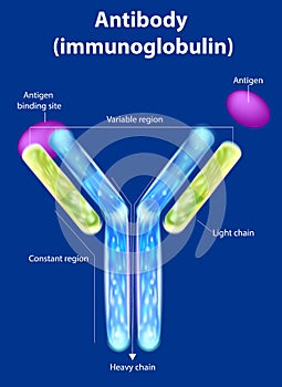 The structure of the antibody