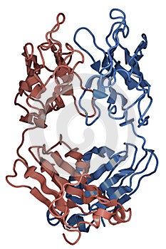 Structure of antibody