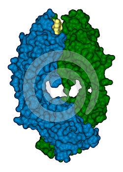Structure of antibody