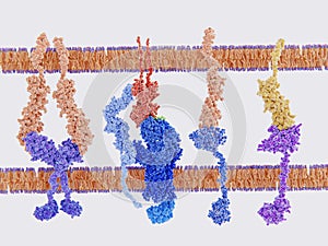 Structure of an antibody