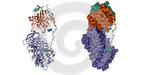 Structure of the antithrombin (violet)-thrombin (brown-green)-heparin ternary complex