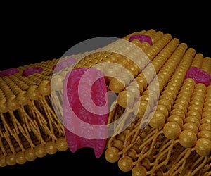 structure of aquaporins or water channels on the lipid bilayer membrane