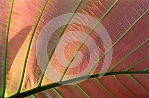 Structure of Asiatic leaf