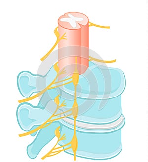 Structure of the back bone