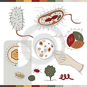 Structure of bacteria