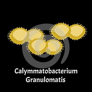 Structure Bacteria. Infographics. Vector illustration on isolated background.