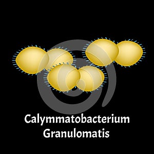 Structure Bacteria. Infographics. Vector illustration on isolated background.