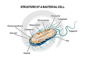 Structure of a bacterial cell