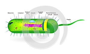 Structure of a bacterial cell