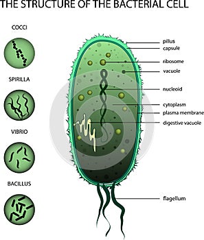 THE STRUCTURE OF THE BACTERIAL CELL