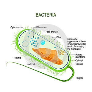 Structure of a bacterial cell. Anatomy of the prokaryote. unicellular organism