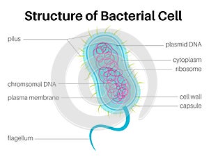 Structure of Bacterial cell