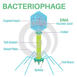 Structure Of The Bacteriophage. It is a virus.