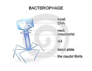 The structure of bacteriophage. virus