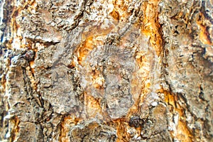 The structure of the bark of an old huge tree. Tree bark texture, background. Wooden background to fill web page or graphic design
