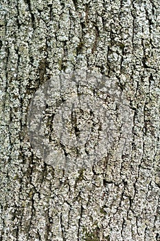 Structure of the bark of the old tree as a natural background.