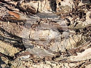 The structure of the bark of a palm tree. Southern tree bark. The protective cover of the palm tree. Background