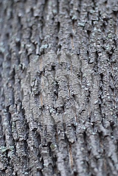 The structure of the bark of a tree trunk