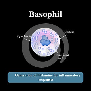 The structure of the basophil. Vector illustration