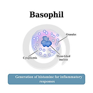 The structure of the basophil. Vector illustration