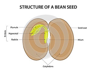 Structure of a Bean Seed. Diagram labelled.