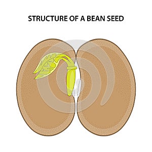 Structure of a Bean Seed. Diagram unlabelled.