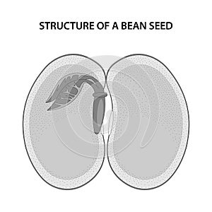 Structure of a Bean Seed. Diagram unlabelled.