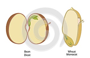 The structure of the bean seed in dicots and monocots