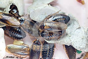 Structure of Blaptica dubia, Dubia roach, also known as the orange-spotted roach in the laboratory.