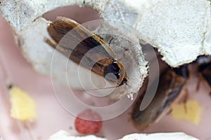 Structure of Blaptica dubia, Dubia roach, also known as the orange-spotted roach in the laboratory.