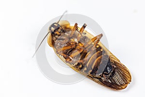 Structure of Blaptica dubia, Dubia roach, also known as the orange-spotted roach in the laboratory.