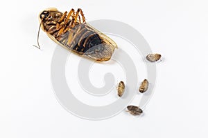 Structure of Blaptica dubia, Dubia roach, also known as the orange-spotted roach in the laboratory.