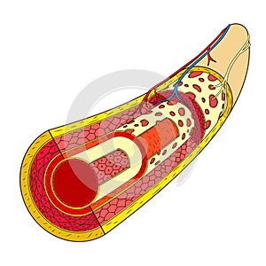 Structure of the blood vessel medical raster