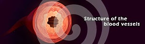 Structure of the blood vessels