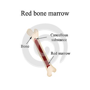 The structure of the bone marrow. Infographics. Vector illustration photo