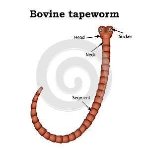 The structure of bovine tapeworm. Vector illustration on isolated background