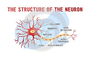 Structure of the brain neuron