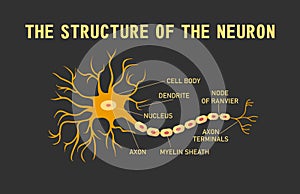 Structure of the brain neuron